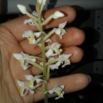 цветение орхидеи лудизии