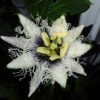 пассифлора Эдулис Passiflora Edulis