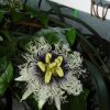 пассифлора Эдулис Passiflora Edulis