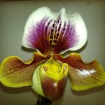 орхидея Пафиопедилум (венерин башмачок)
