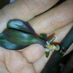 детка орхидеи фаленопсис