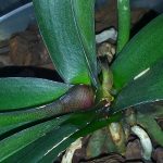 орхидея Фаленопсис Биг Лип