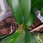 орхидея Фаленопсис