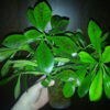 Синадениум Рубра (Synadenium Rubra) Дерево Любви