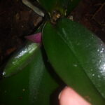 орхидея Фаленопсис Биг Лип