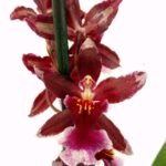 орхидея онцидиум Sharry Baby или шоколадная орхидея