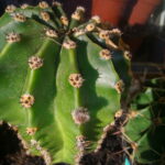 кактус Эхинопсис