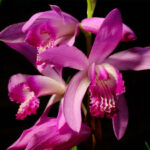 орхидея блетилла