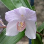 орхидея аганизия