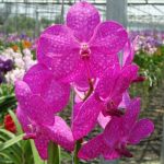 орхидея аскоценда