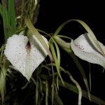 орхидея брассавола