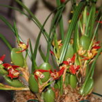 орхидея максиллярия
