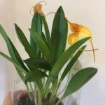орхидея масдеваллия