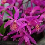орхидея плейоне