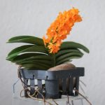орхидея аскоцентрум