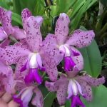 орхидея энциклия