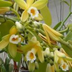 орхидея ваниль