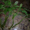 Синадениум Рубра (Synadenium Rubra) Дерево Любви