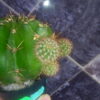 Кактус Эхинопсис Echinopsis Eyriesii