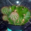 Кактус Эхинопсис Echinopsis Eyriesii
