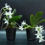 Орхидея Аэрангис