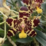 Орхидея анзеллия