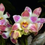 Орхидея хизис