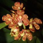 орхидея акампа