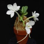 орхидея амесиела