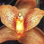 орхидея ангулокасте